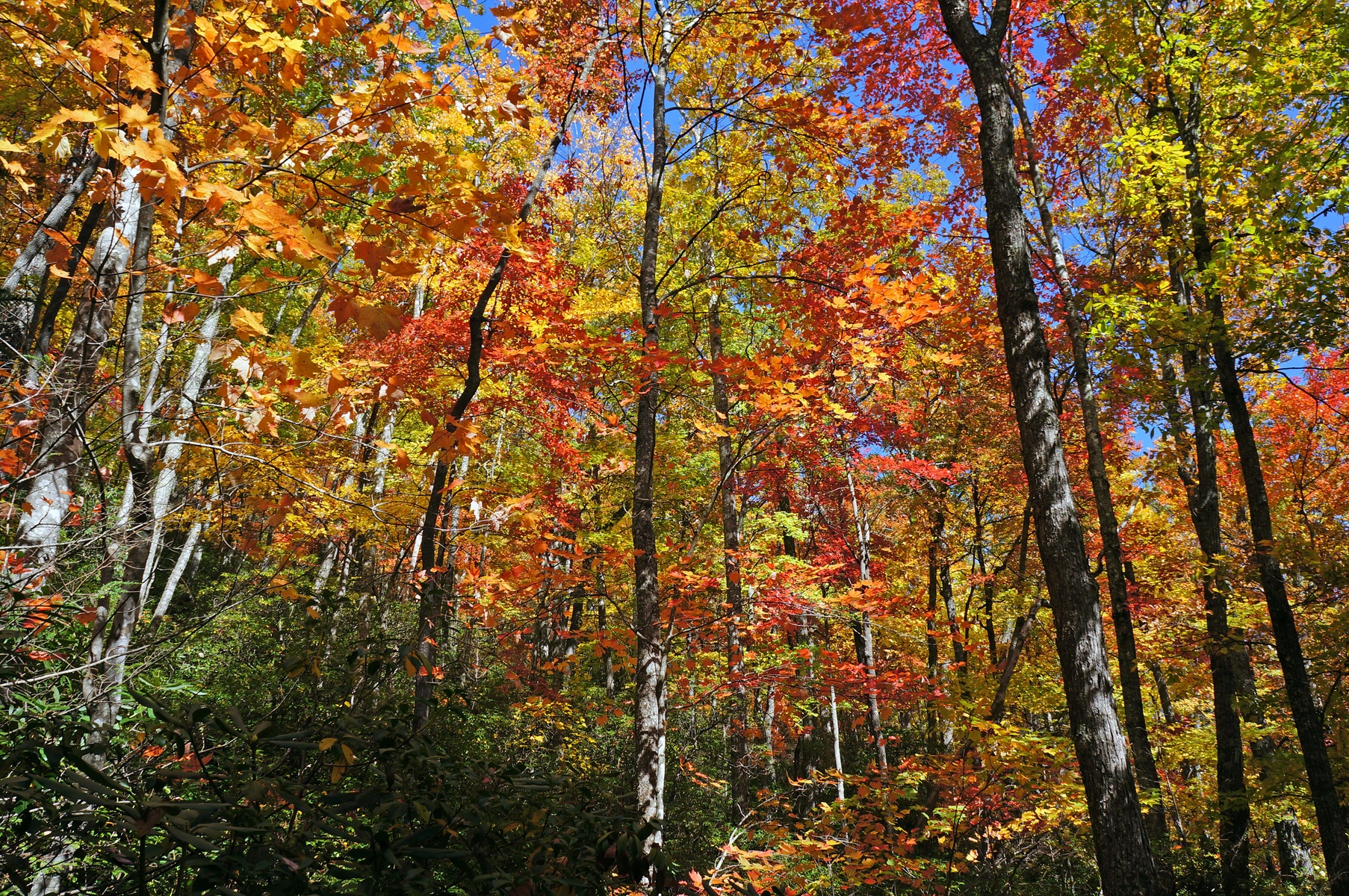 Pisgah National Forest, North Carolina